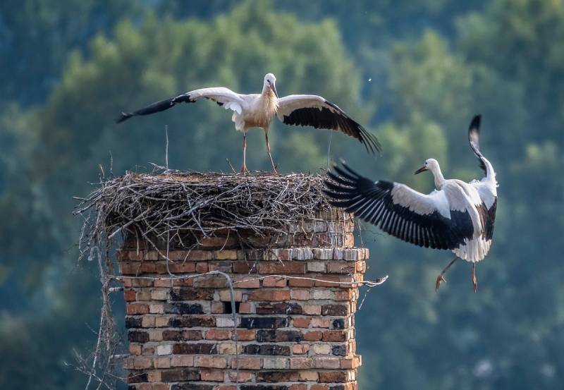 Professional Chimney Animal Removal Services in Van Nuys, California
