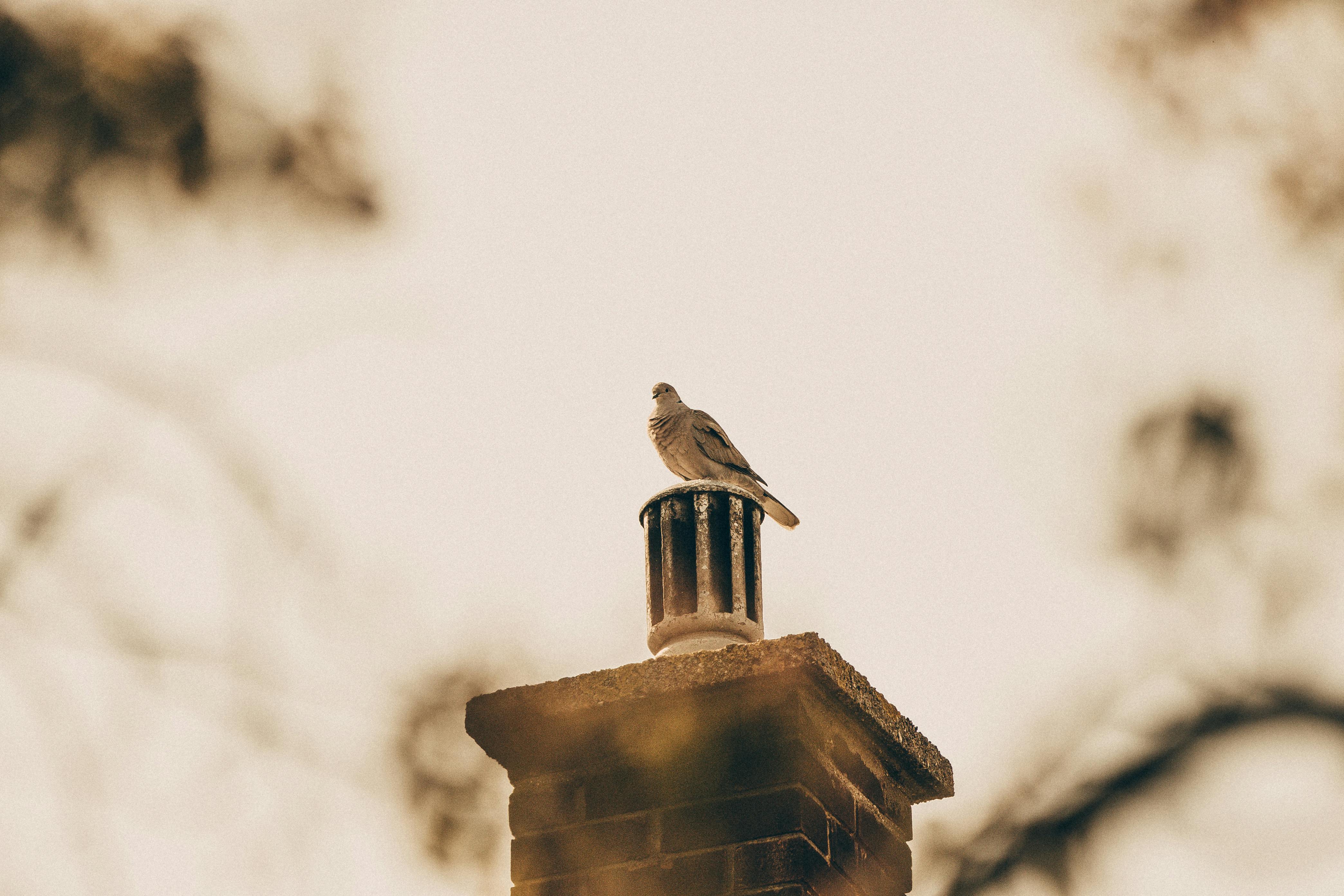 Professional Chimney Cap and Damper In Van Nuys California